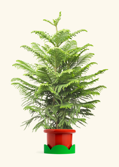 Norfolk Pine in a 10 inches Fat Lip Red Planter in a Shamrock Petal Drip Tray