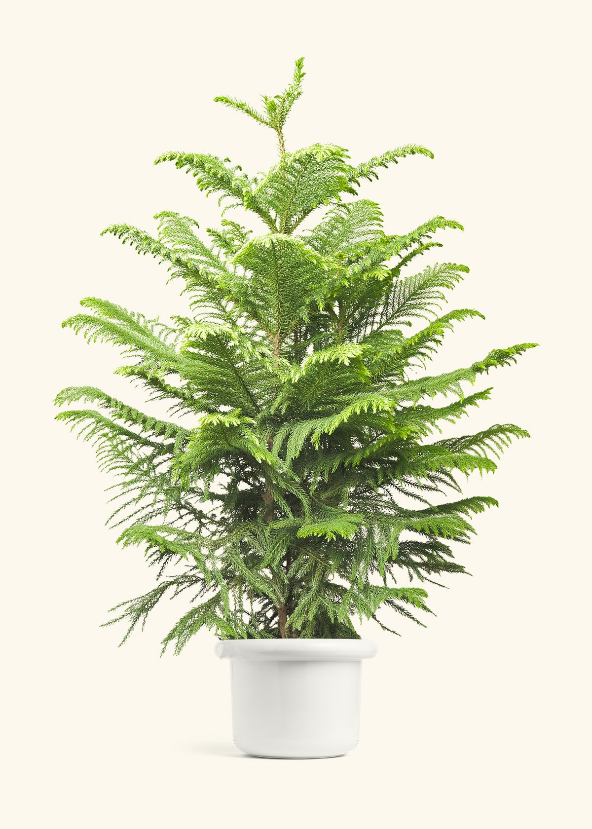 Norfolk Pine in a 10 inches Fat Lip White Planter