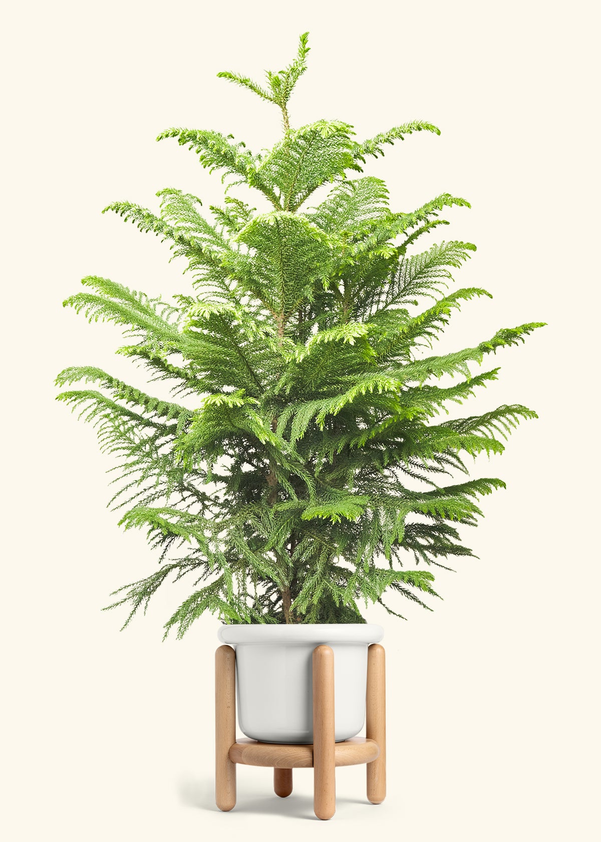 Norfolk Pine in a 10 inches Fat Lip White Planter in a Beech Wood Stand