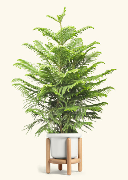 Norfolk Pine in a 10 inches Fat Lip White Planter in a Beech Wood Stand