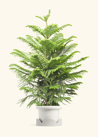 Norfolk Pine in a 10 inches Fat Lip White Planter in a Oat Petal Drip Tray