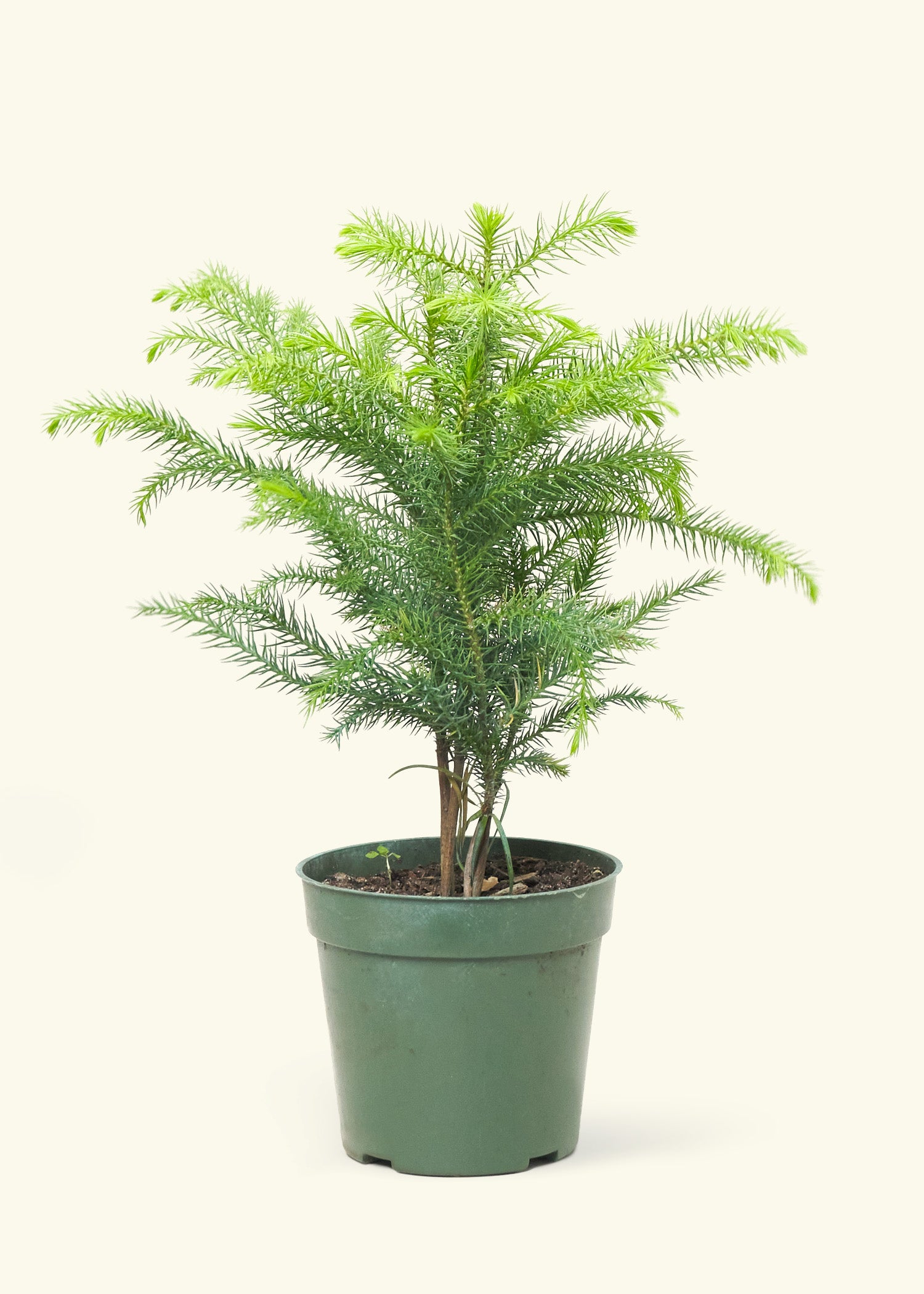 Norfolk Island Pine The Sill Base Color: Terracotta