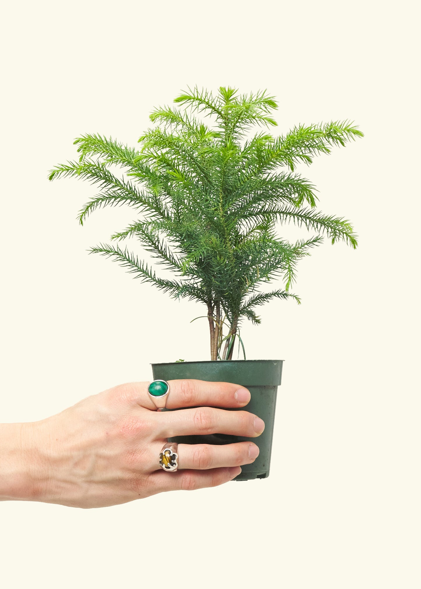 Norfolk Island Pine, Small