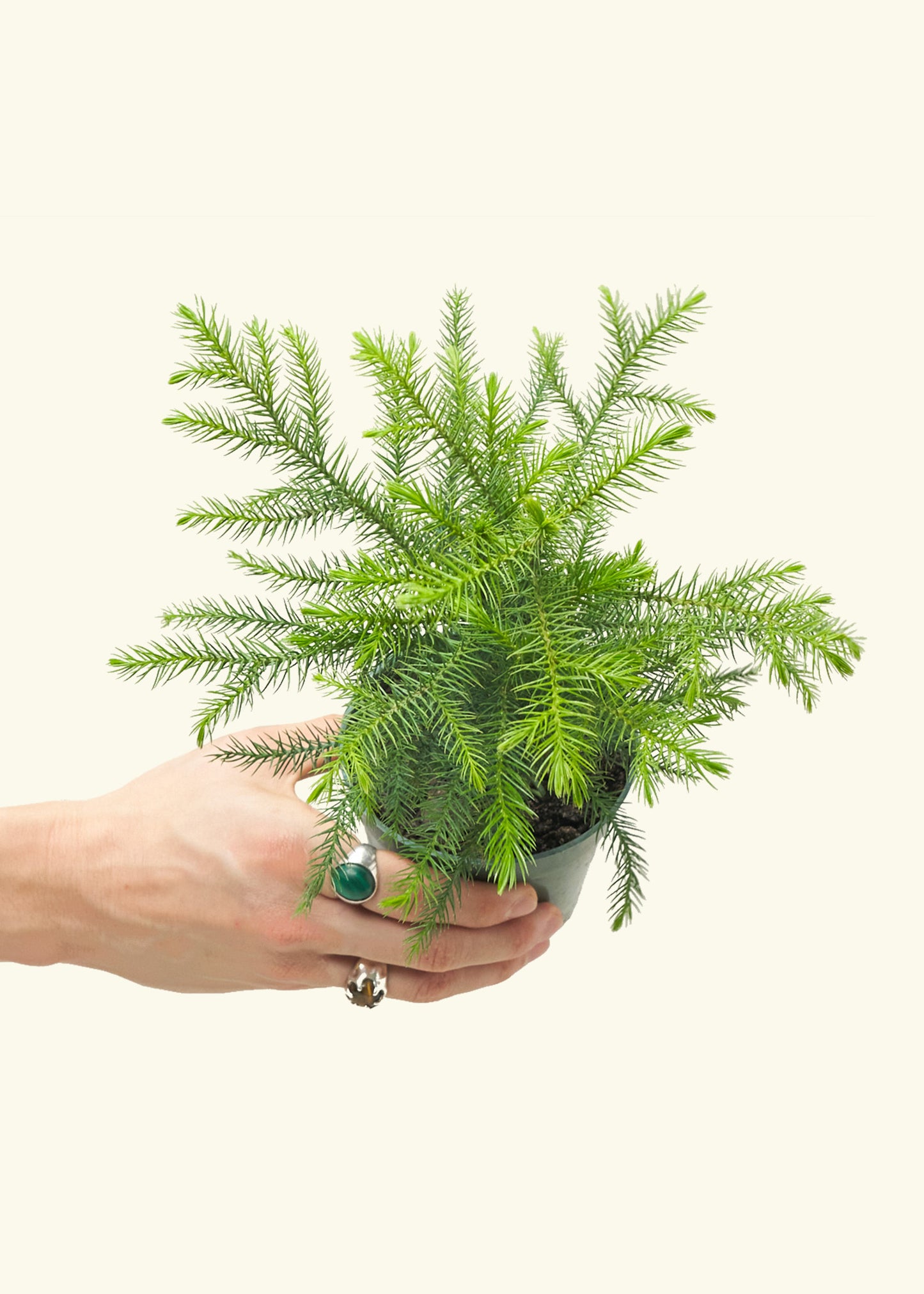 Norfolk Pine, Small