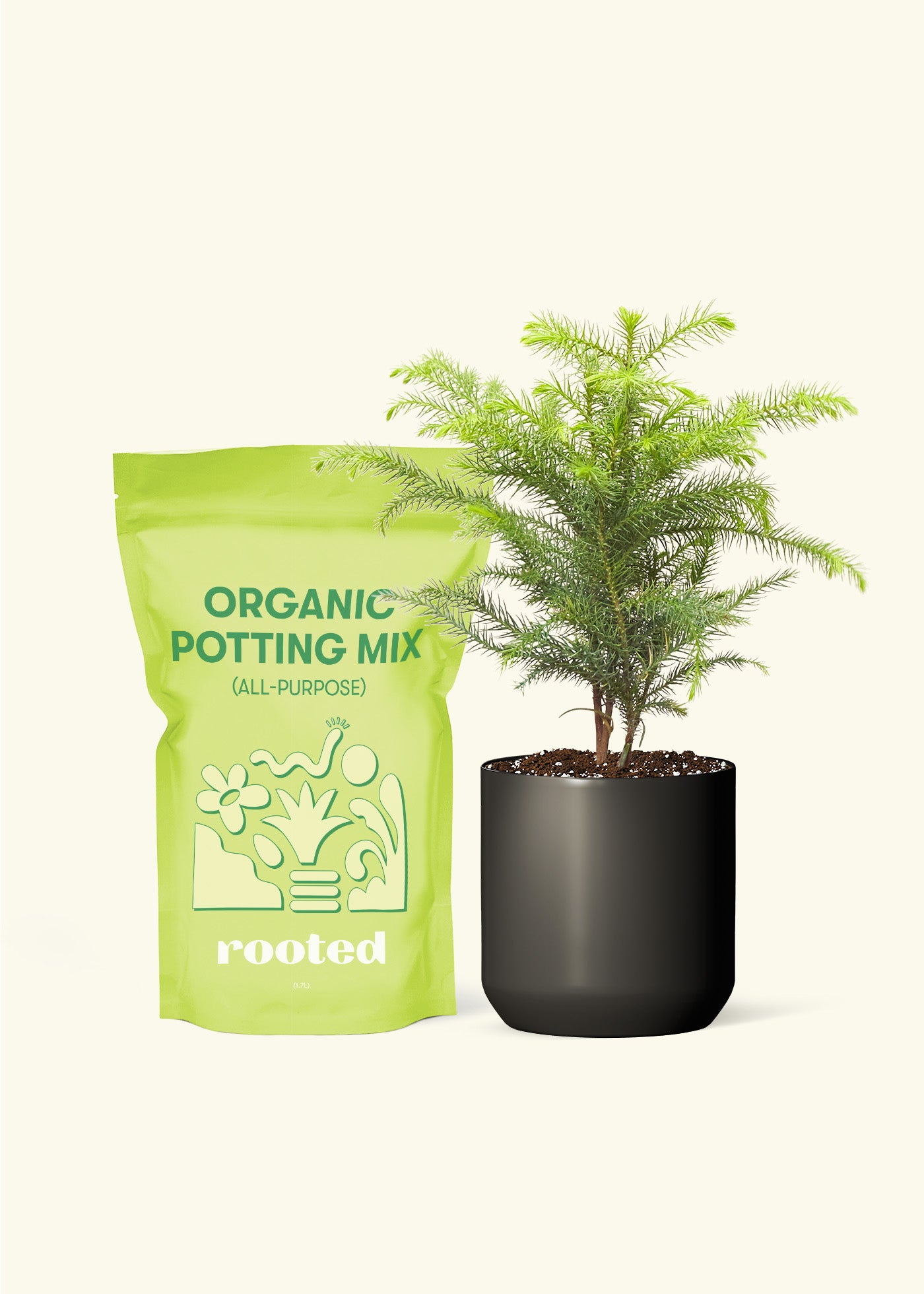 Norfolk Pine, Small