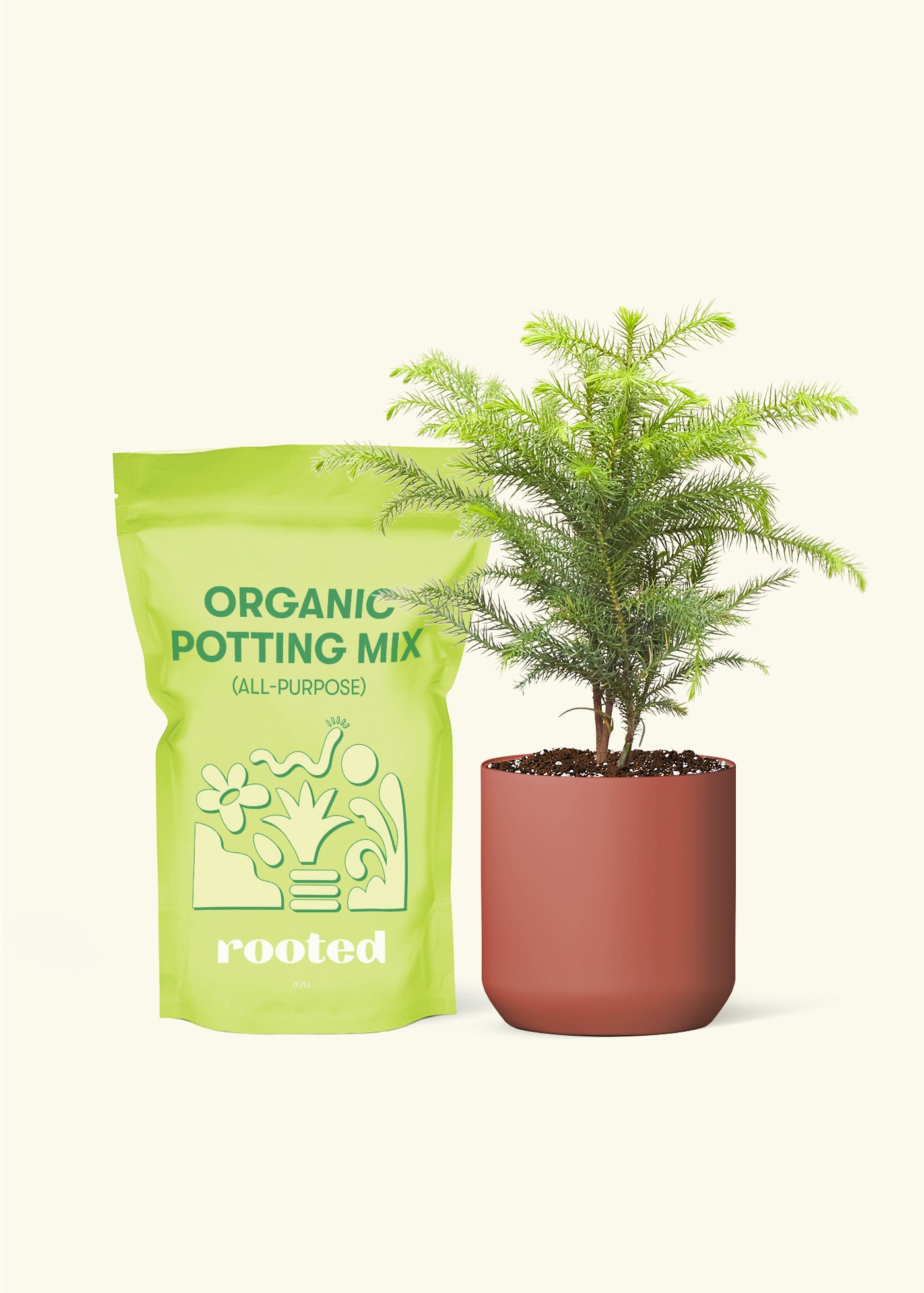 Norfolk Pine, Small