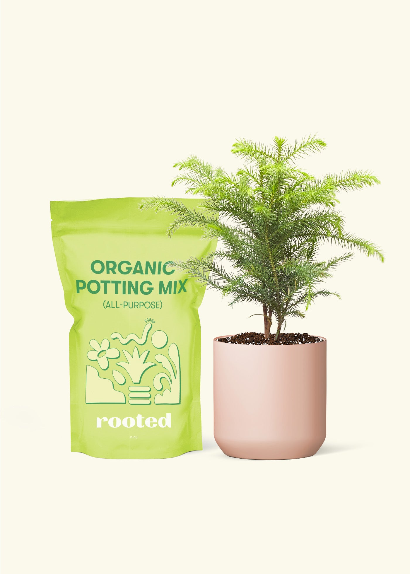 Norfolk Pine, Small