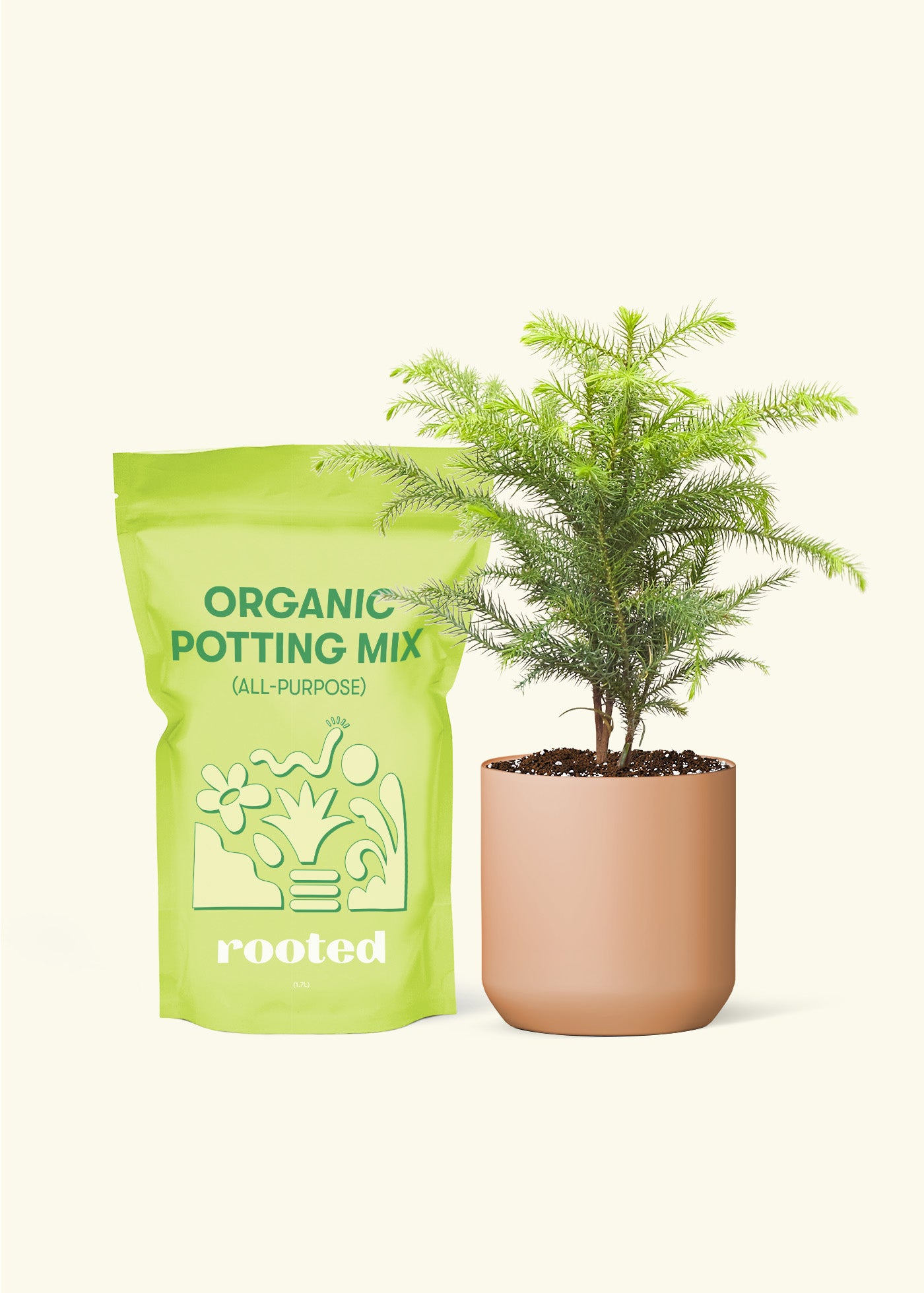 Norfolk Pine, Small