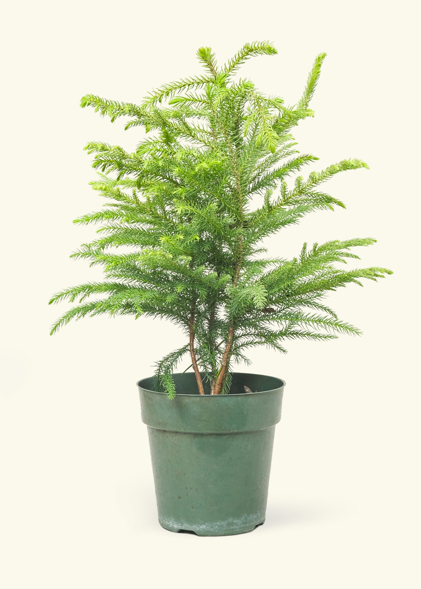 Norfolk Pine, Medium