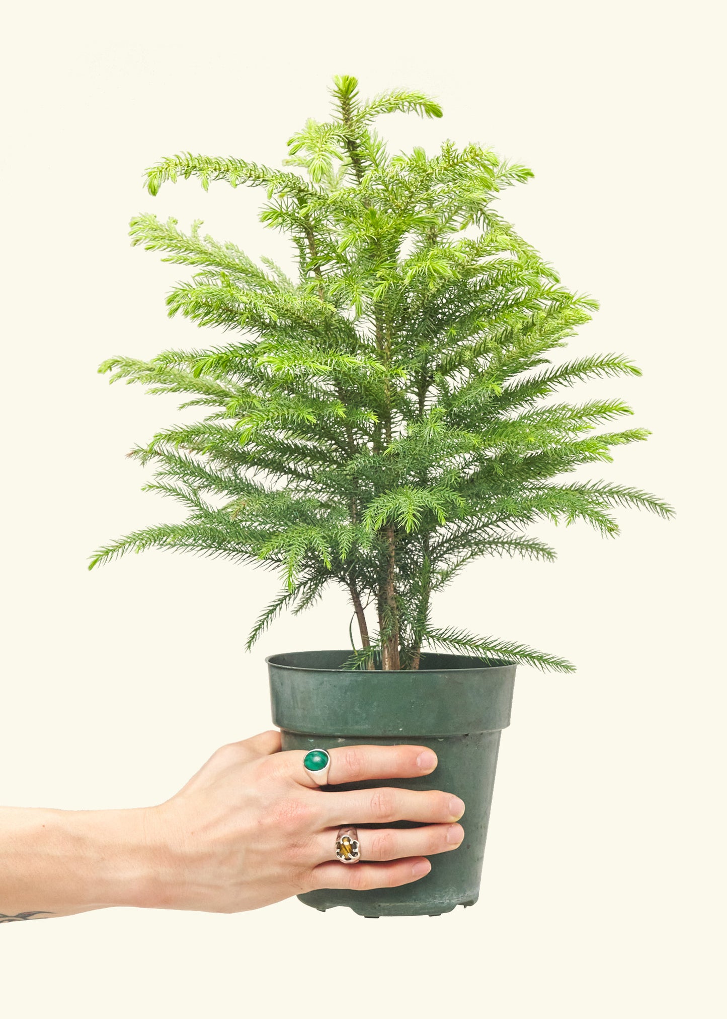 Norfolk Pine, Medium