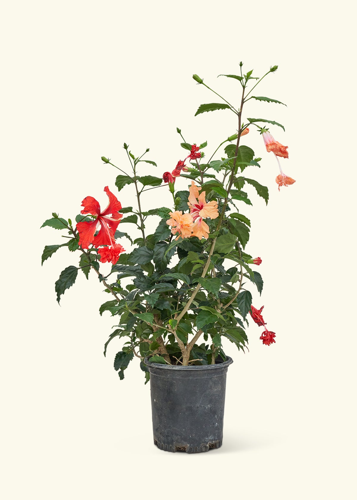 Hibiscus