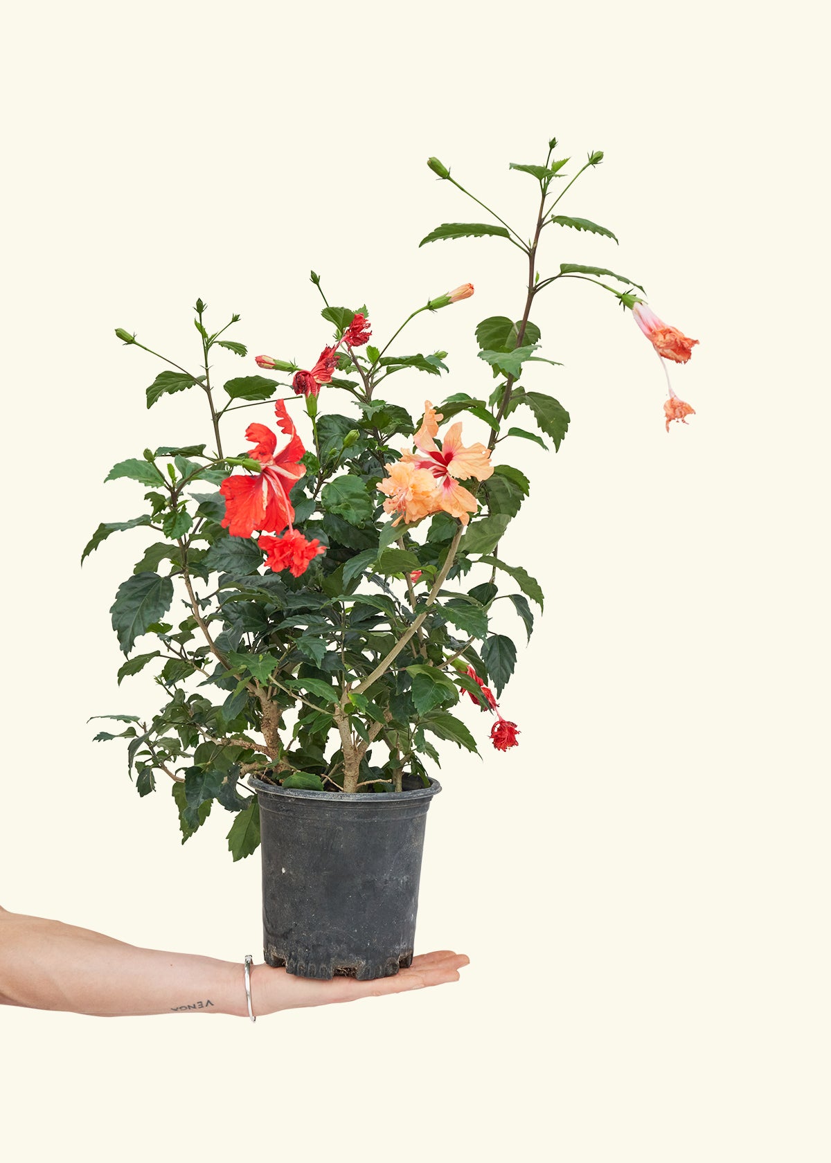 Hibiscus