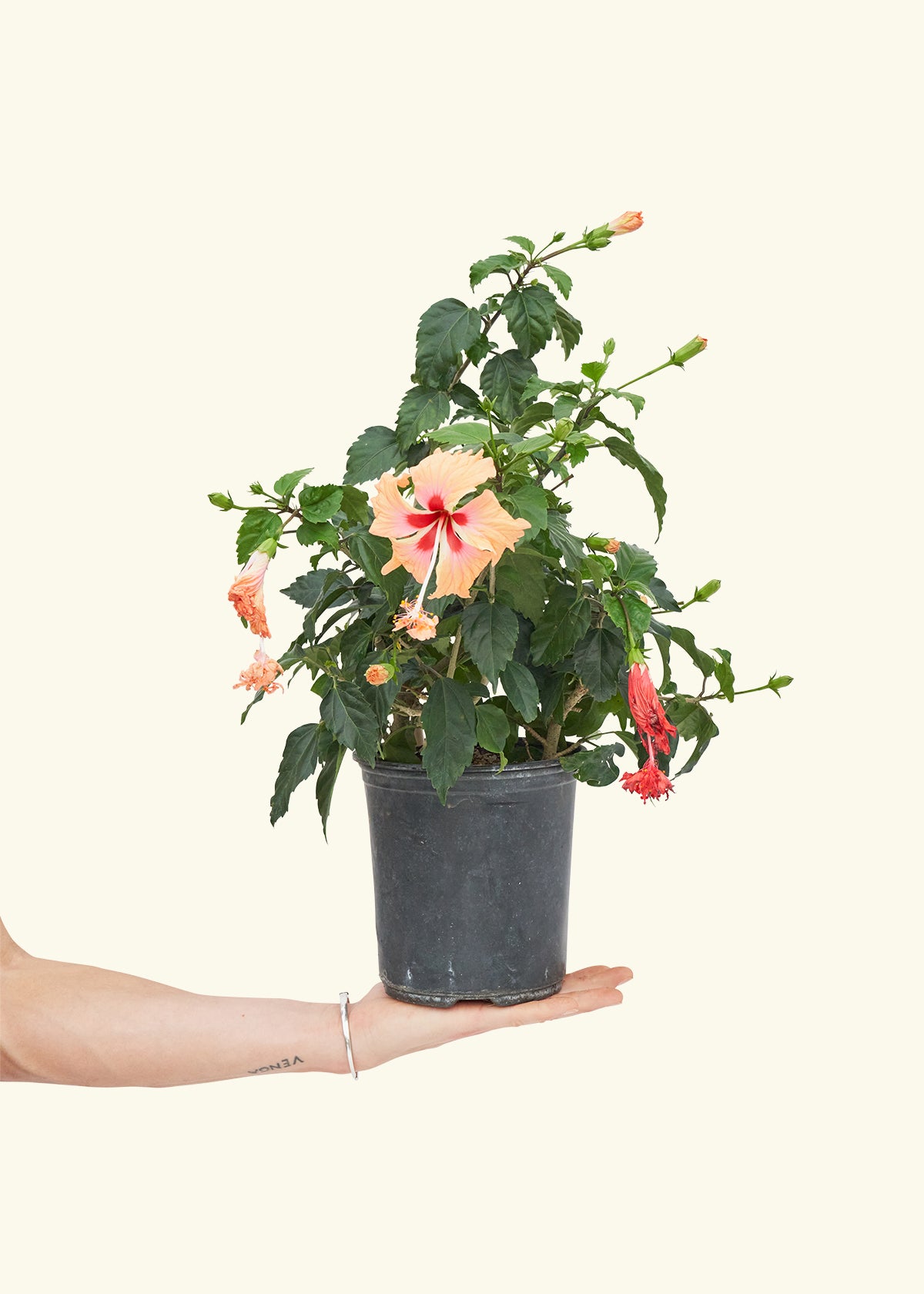 Hibiscus