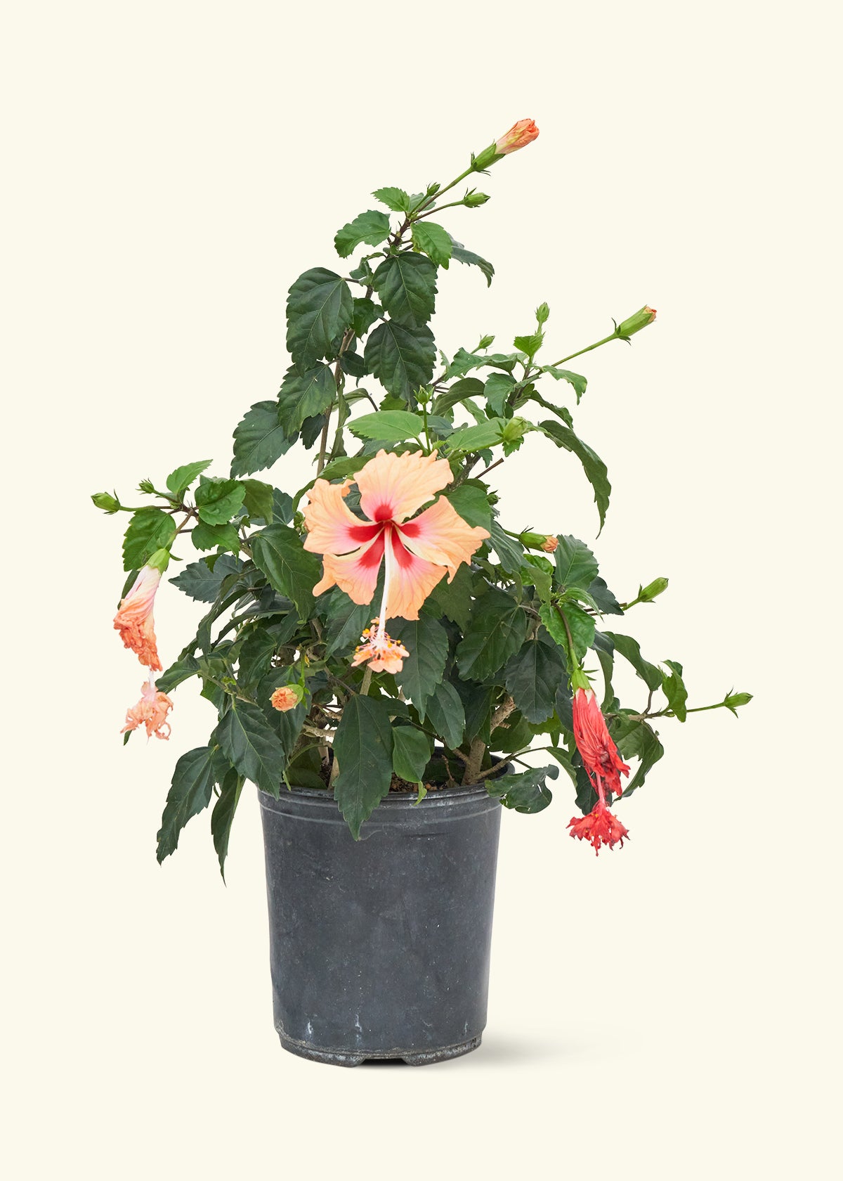 Hibiscus