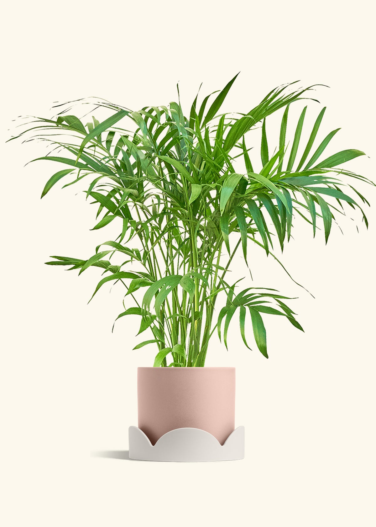 Bamboo Palm in a 10 inches Oat Classic Cylinder Planter in a Beech Wood Stand