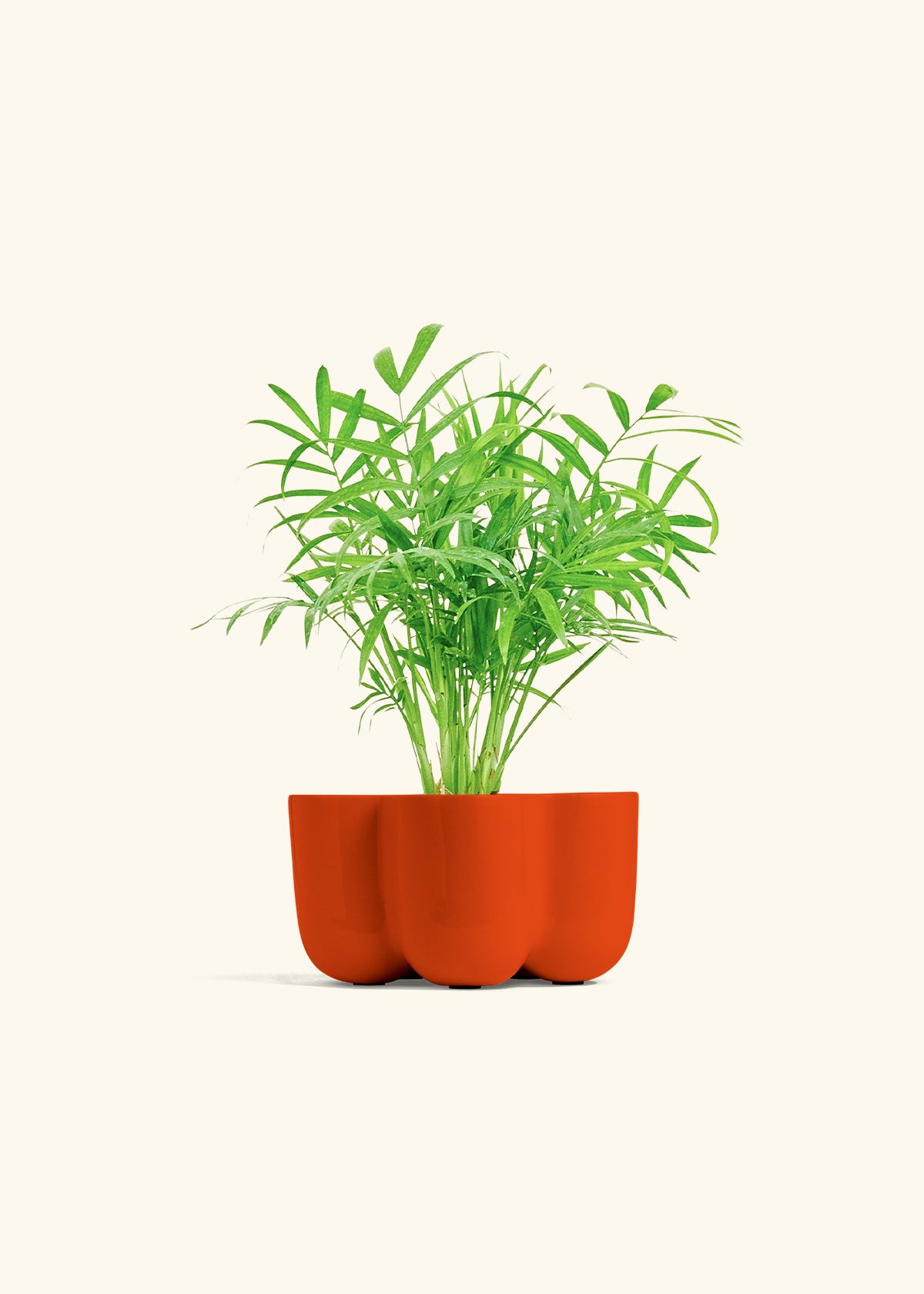 Parlor Palm in a 4 inches in a Red Petal Planter