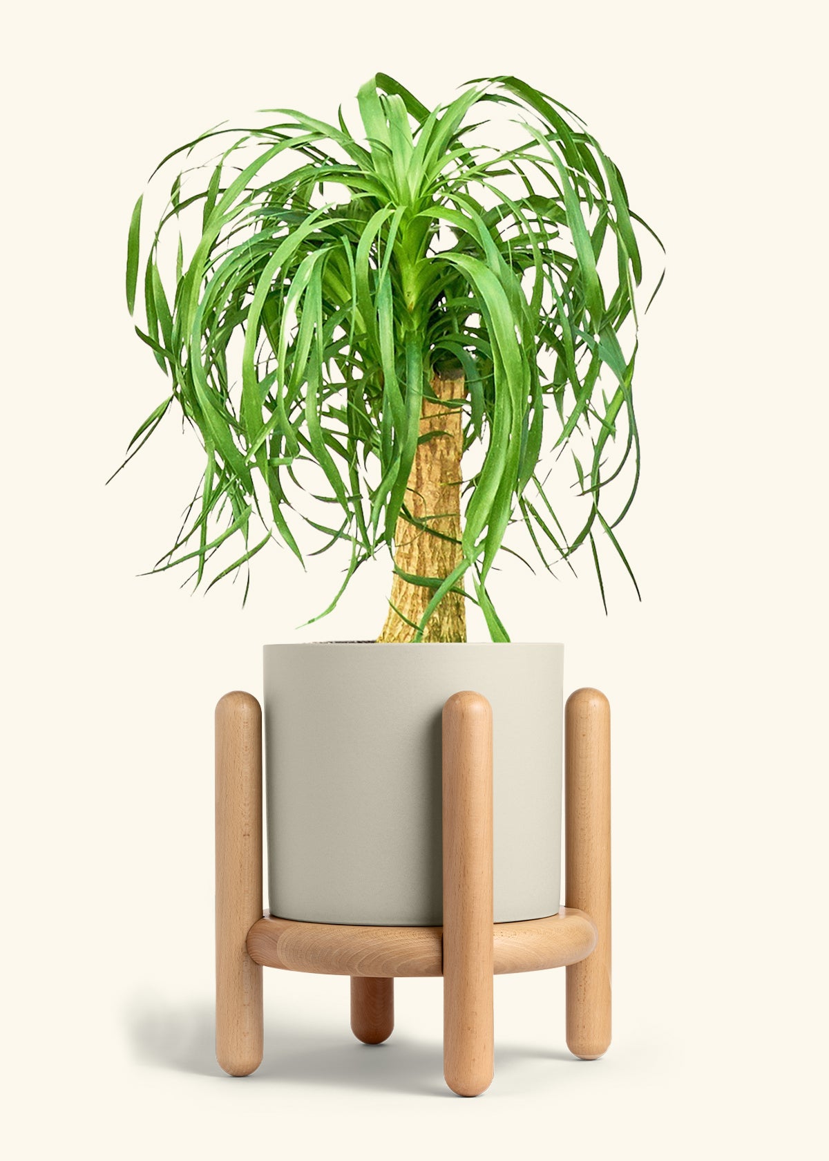 Ponytail Palm in a 10 inches Oat Classic Cylinder Planter in a Beech Wood Stand