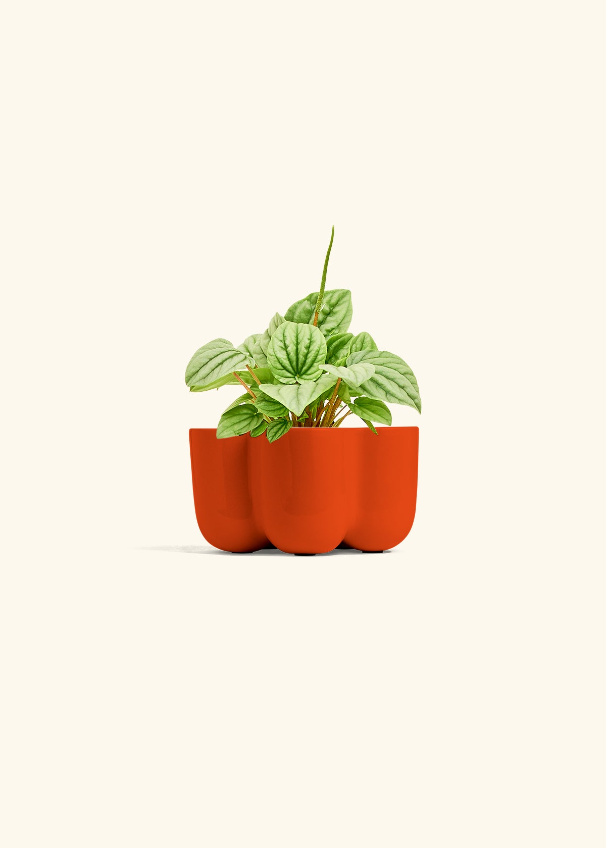 Peperomia Frost in a 4 inches in a Red Petal Planter