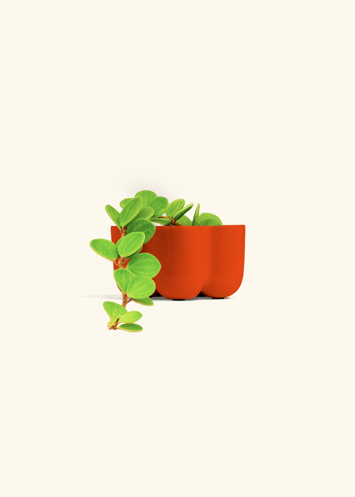 Peperomia Hope in a 4 inches in a Red Petal Planter