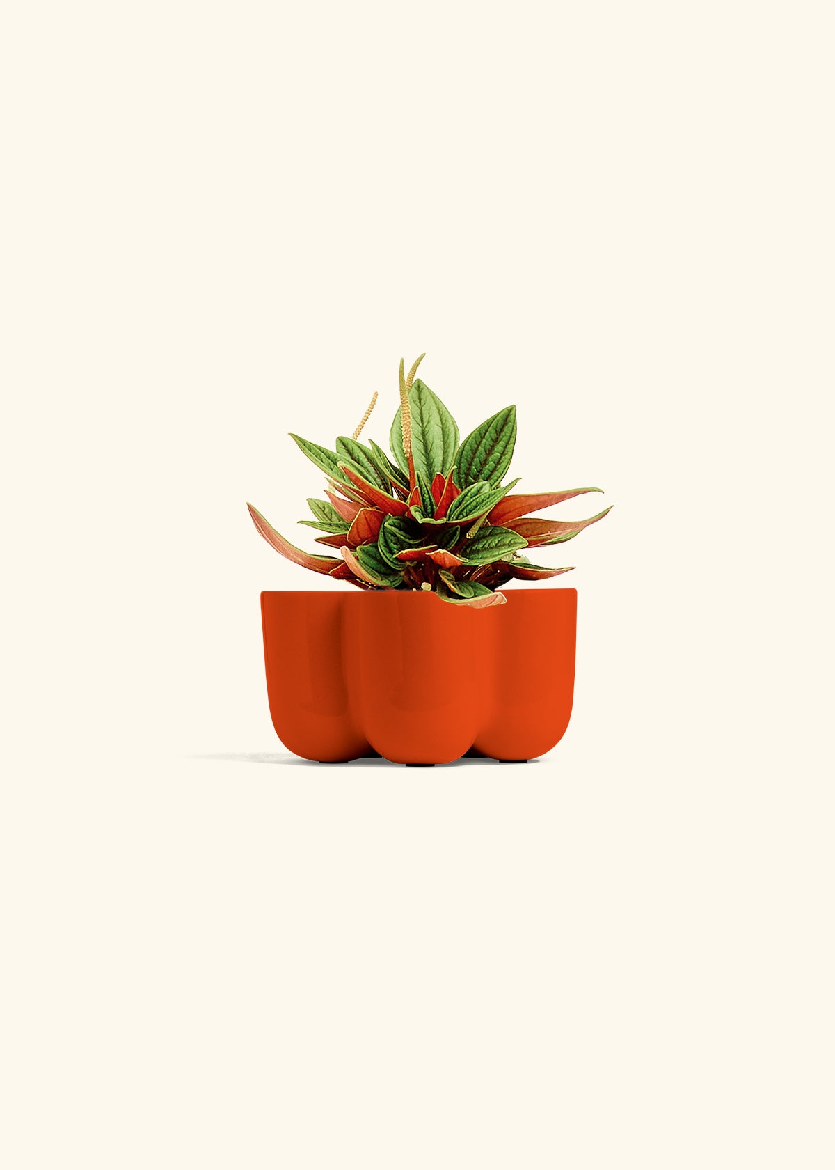 Peperomia Rosso in a 4 inches in a Red Petal Planter