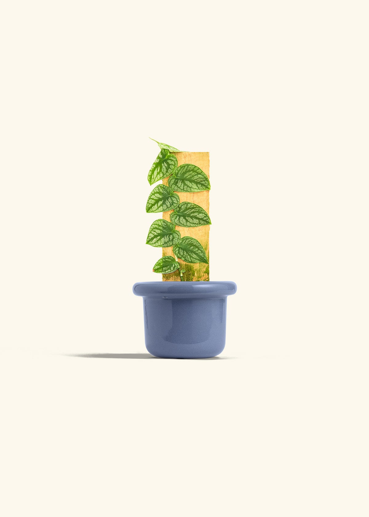 Shingle Plant in a 4 inches Fat Lip Blue Planter 