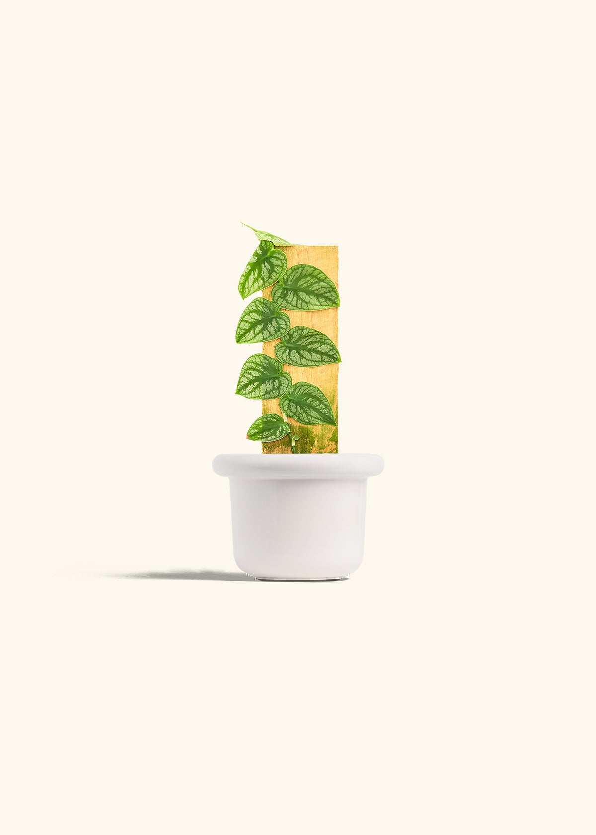 Shingle Plant in a 4 inches Fat Lip White Planter 