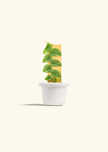 Shingle Plant in a 4 inches Fat Lip White Planter 