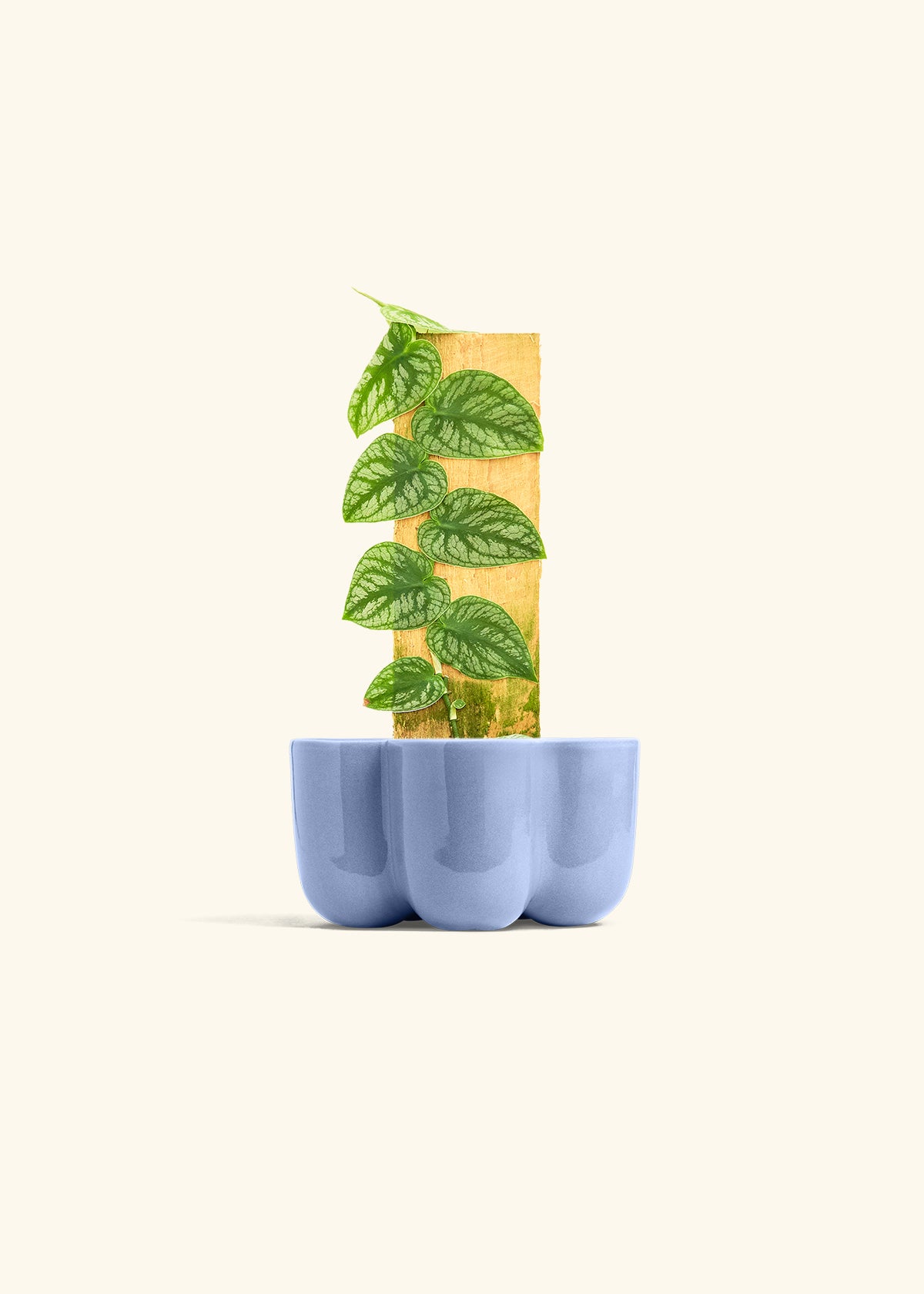 Shingle Plant in a 4 inches in a Blue Petal Planter