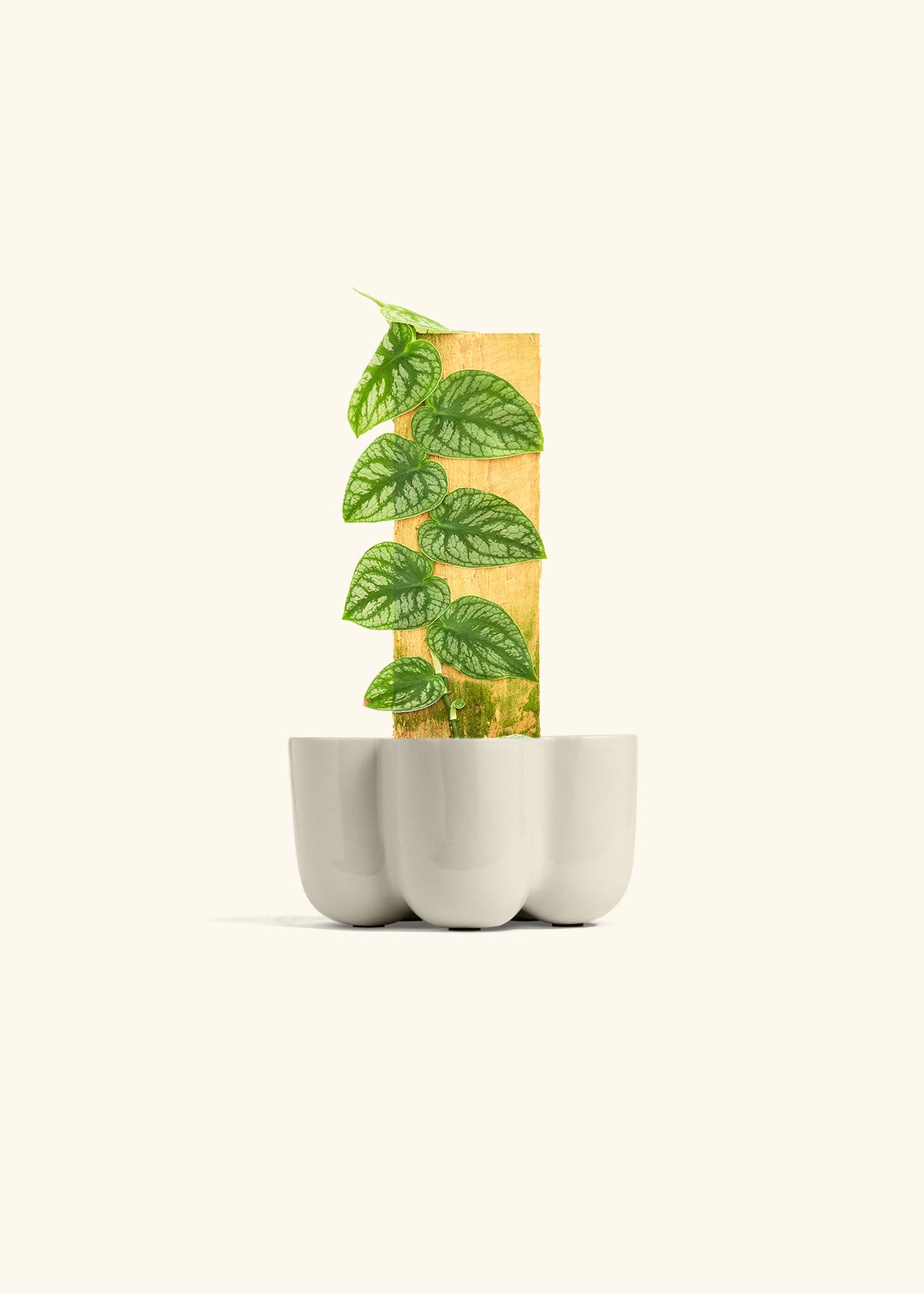 Shingle Plant in a 4 inches in a Oat Petal Planter