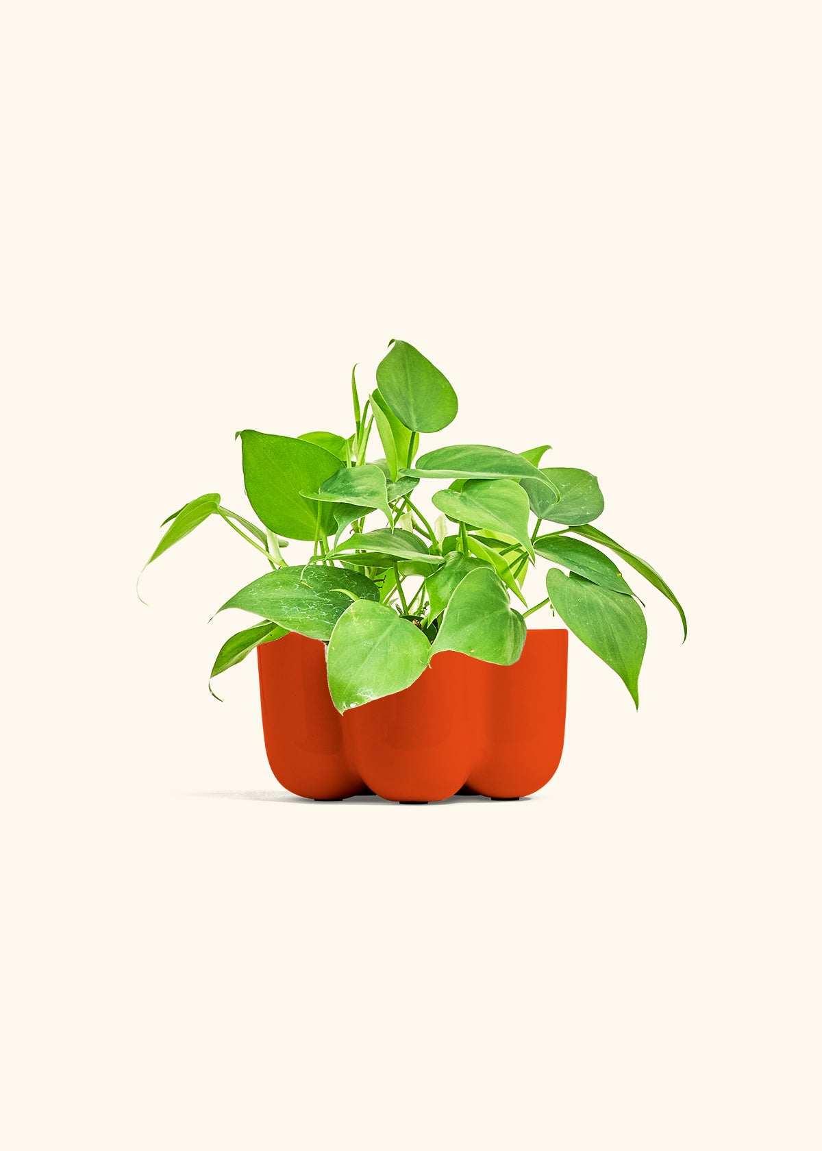 Sweetheart Philodendron in a 4 inches in a Red Petal Planter