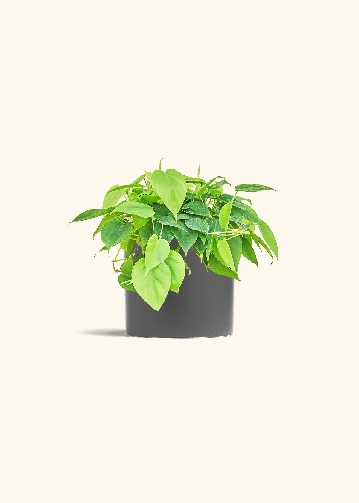 Sweetheart Philodendron in a 6 inches Charcoal Classic Cylinder Planter