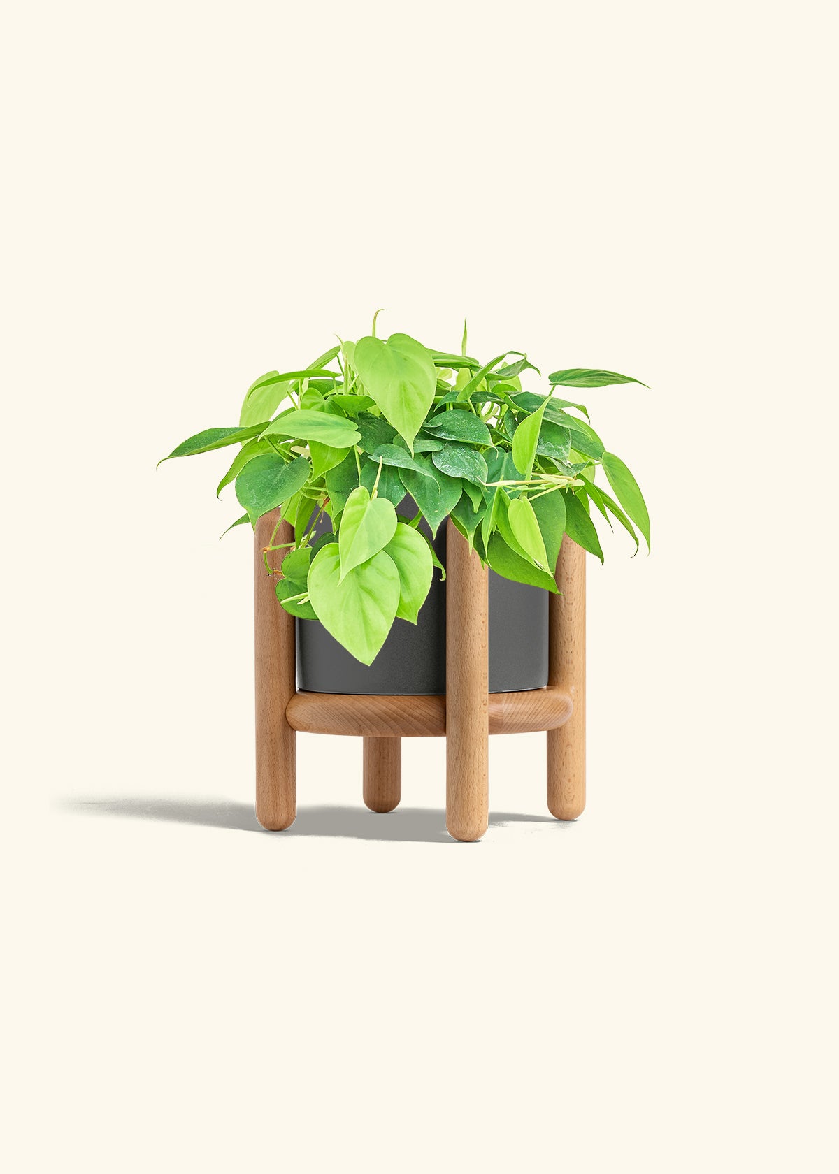 Sweetheart Philodendron in a 6 inches Charcoal Classic Cylinder Planter in a Beech Wood Stand