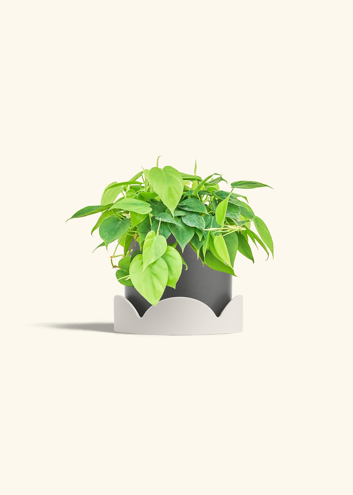 Sweetheart Philodendron in a 6 inches Charcoal Classic Cylinder Planter in a Oat Petal Drip Tray