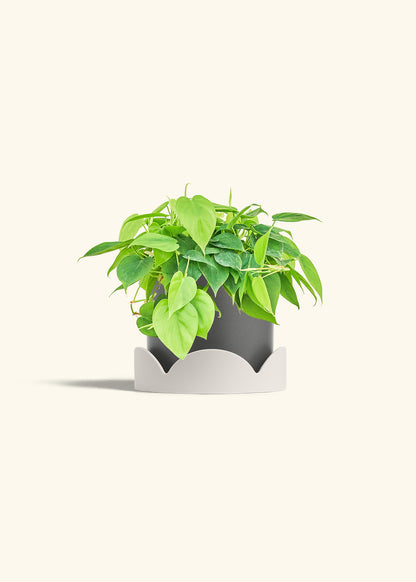 Sweetheart Philodendron in a 6 inches Charcoal Classic Cylinder Planter in a Oat Petal Drip Tray