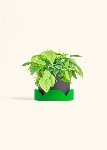 Sweetheart Philodendron in a 6 inches Charcoal Classic Cylinder Planter in a Shamrock Petal Drip Tray