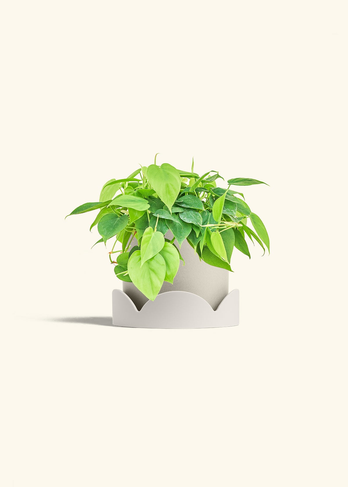 Sweetheart Philodendron in a 6 inches Fat Lip Red Planter in a Oat Petal Drip Tray