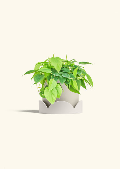 Sweetheart Philodendron in a 6 inches Fat Lip Red Planter in a Oat Petal Drip Tray