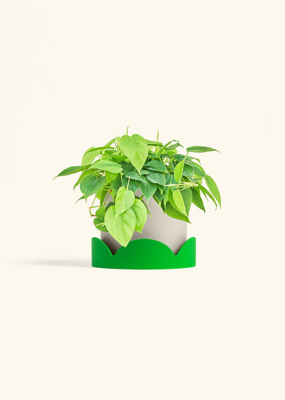 Sweetheart Philodendron in a 6 inches Fat Lip Red Planter in a Shamrock Petal Drip Tray