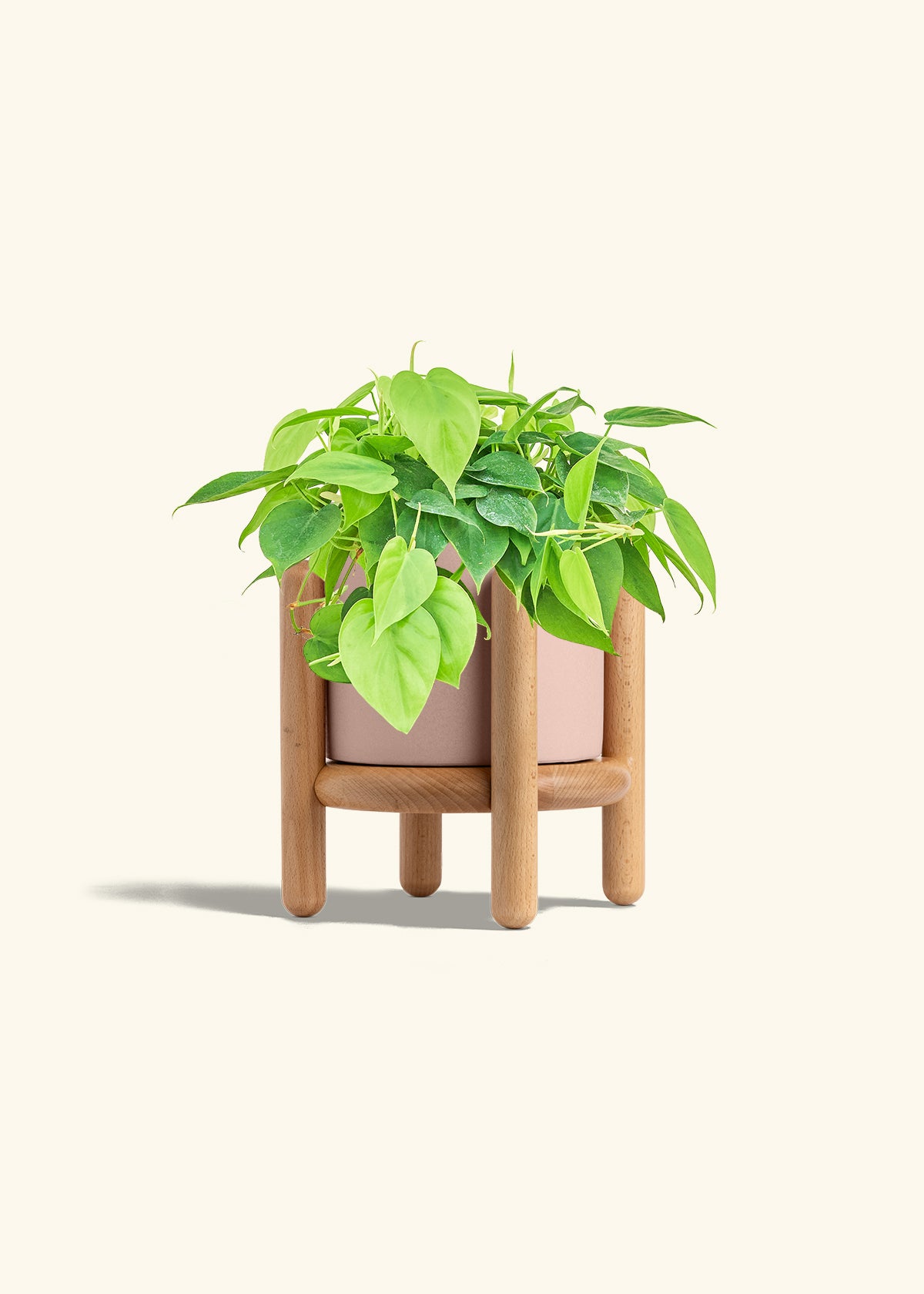 Sweetheart Philodendron in a 6 inches Pink Classic Cylinder Planter in a Beech Wood Stand