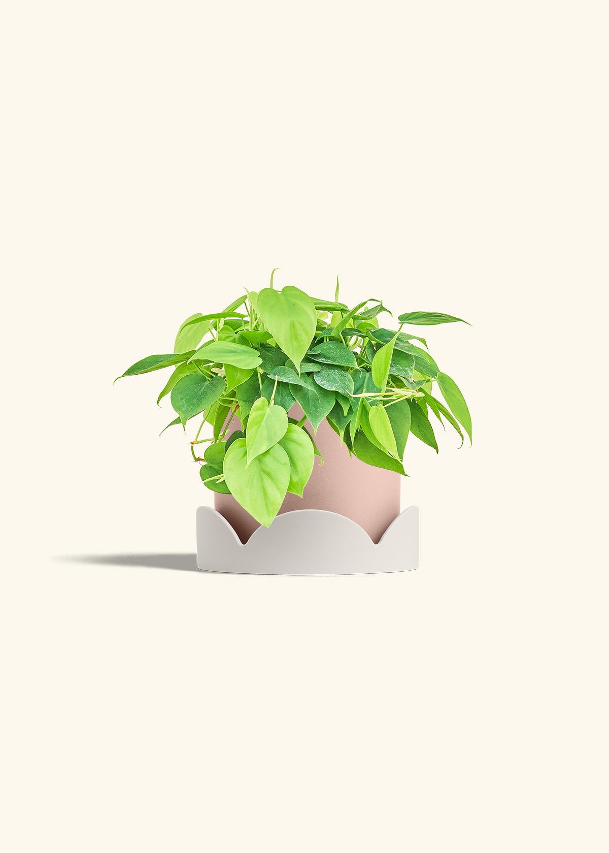 Sweetheart Philodendron in a 6 inches Pink Classic Cylinder Planter in a Oat Petal Drip Tray