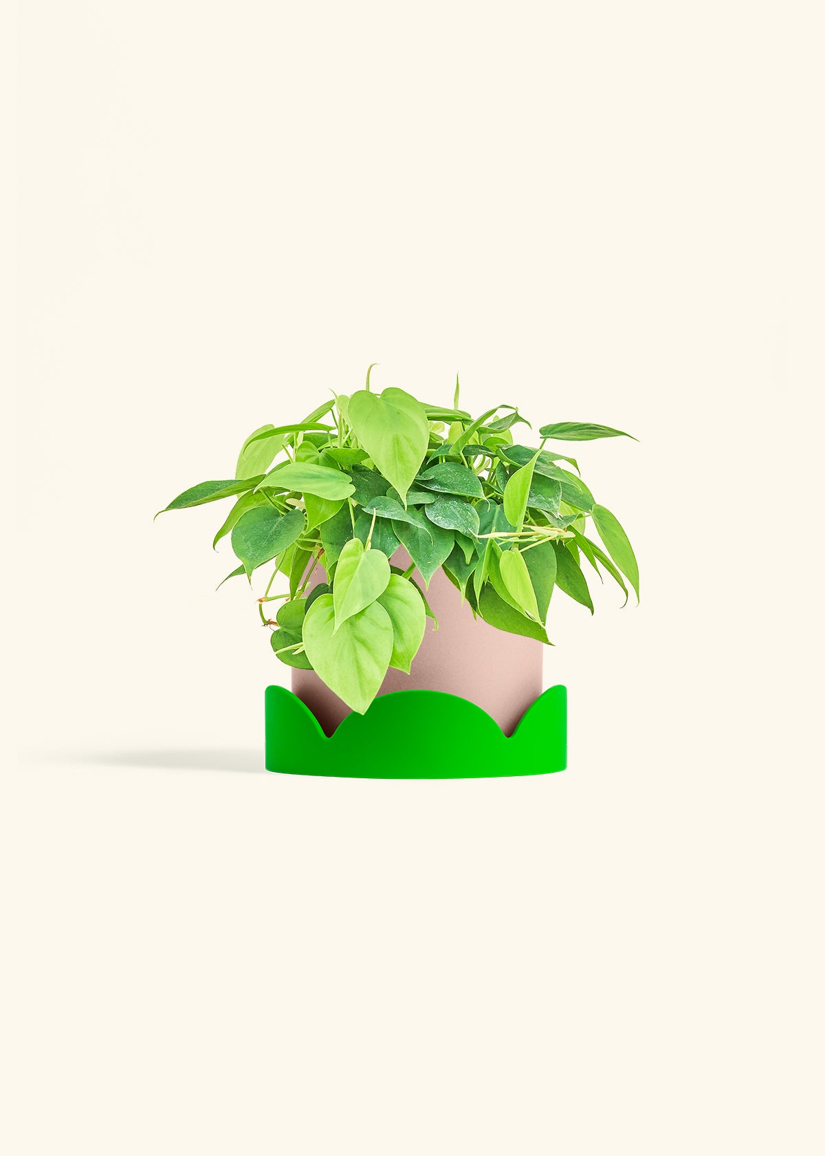Sweetheart Philodendron in a 6 inches Pink Classic Cylinder Planter in a Shamrock Petal Drip Tray