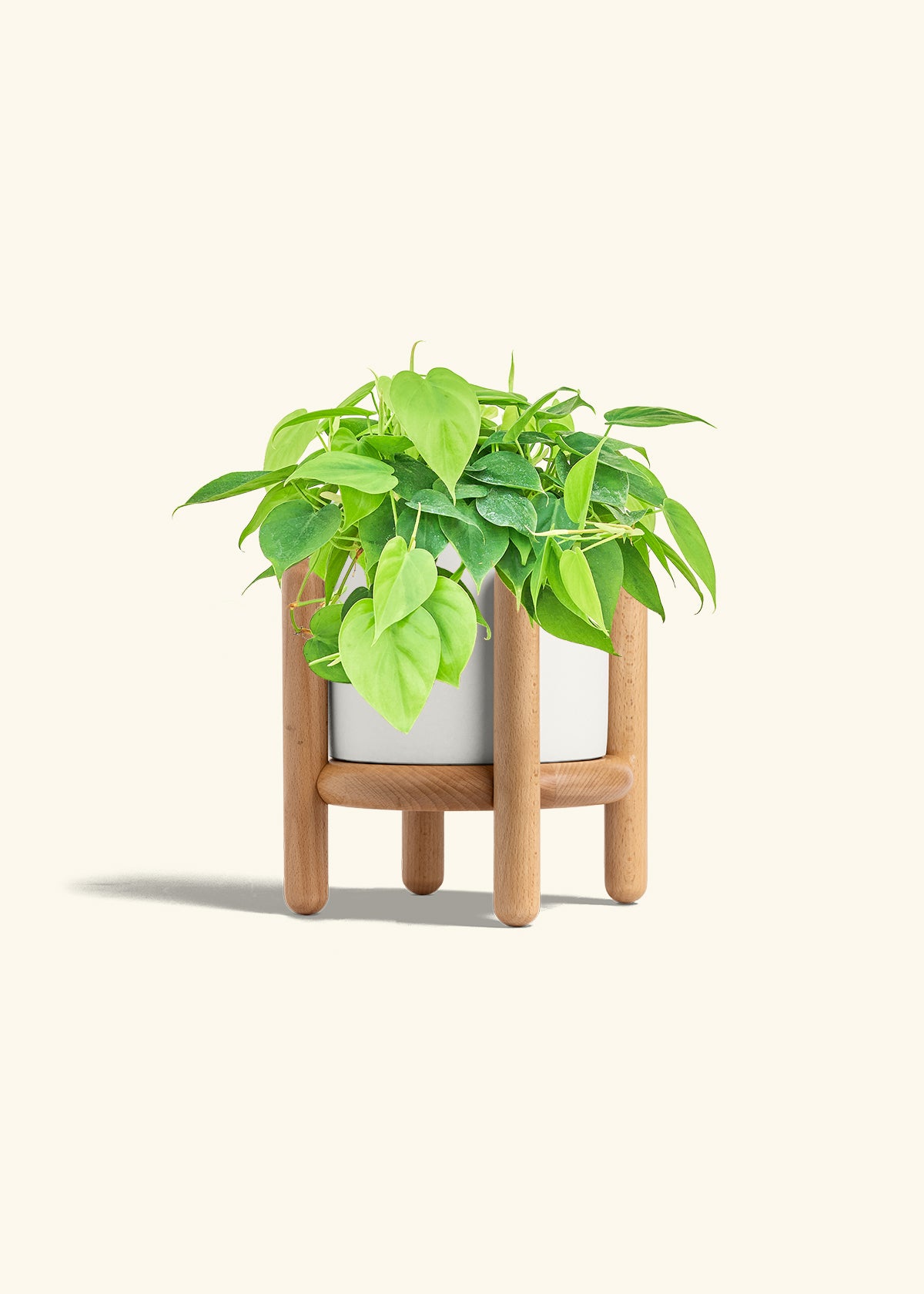 Sweetheart Philodendron in a 6 inches White Classic Cylinder Planter in a Beech Wood Stand