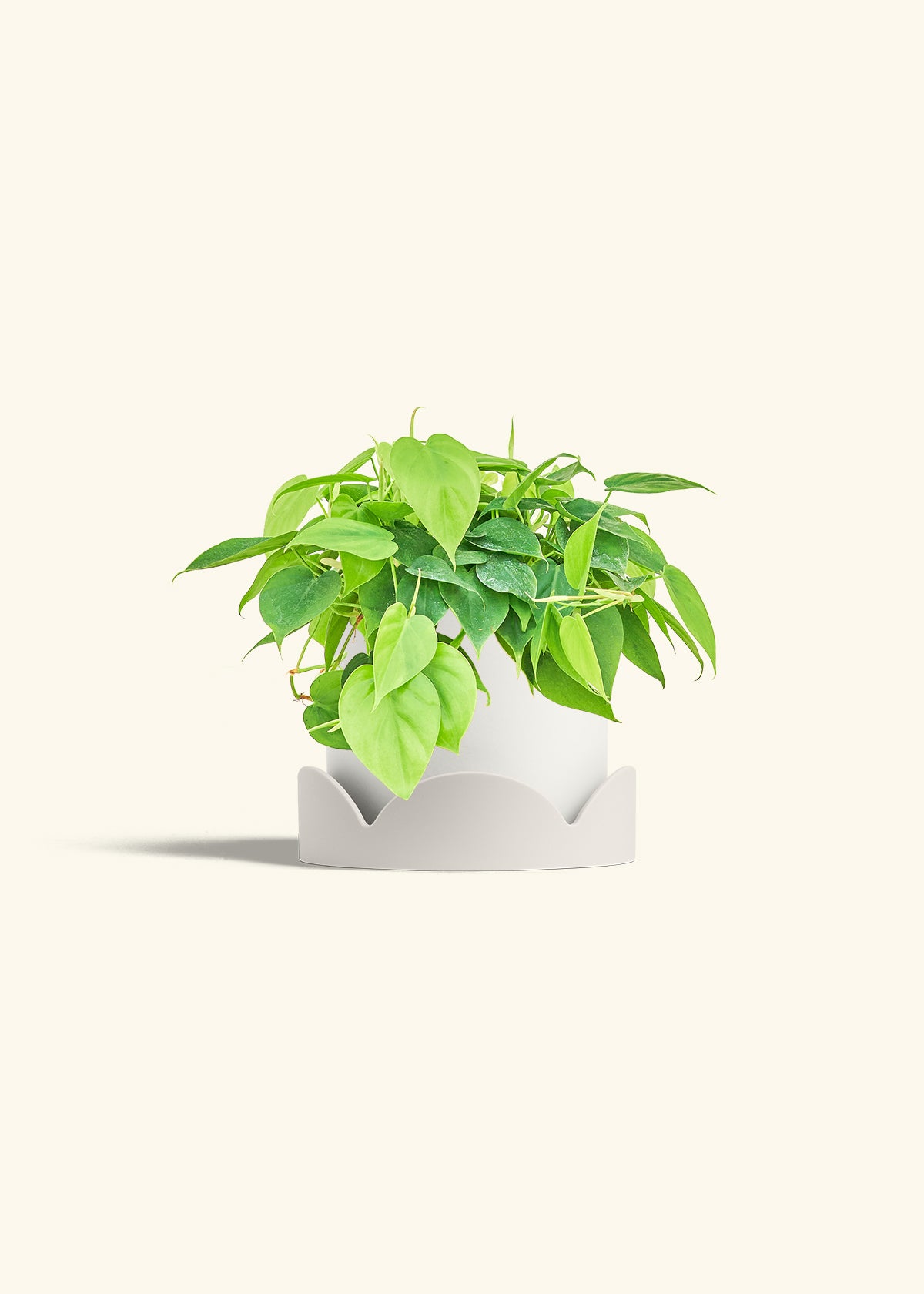 Sweetheart Philodendron in a 6 inches White Classic Cylinder Planter in a Oat Petal Drip Tray