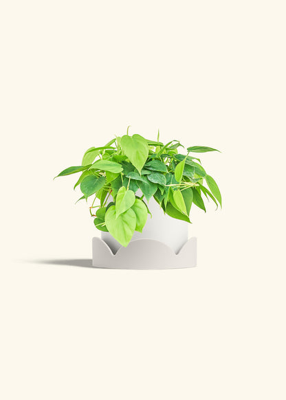 Sweetheart Philodendron in a 6 inches White Classic Cylinder Planter in a Oat Petal Drip Tray