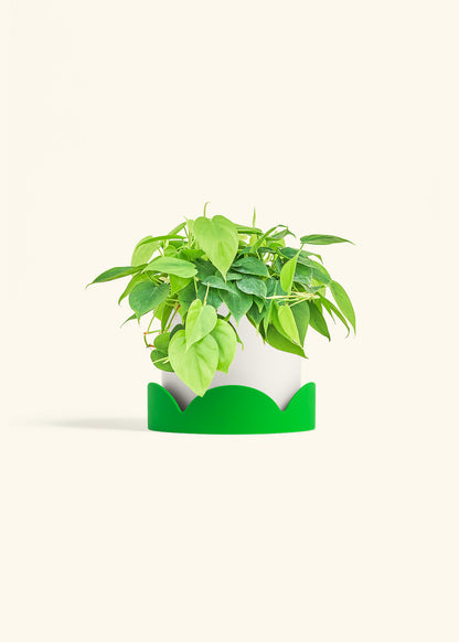 Sweetheart Philodendron in a 6 inches White Classic Cylinder Planter in a Shamrock Petal Drip Tray