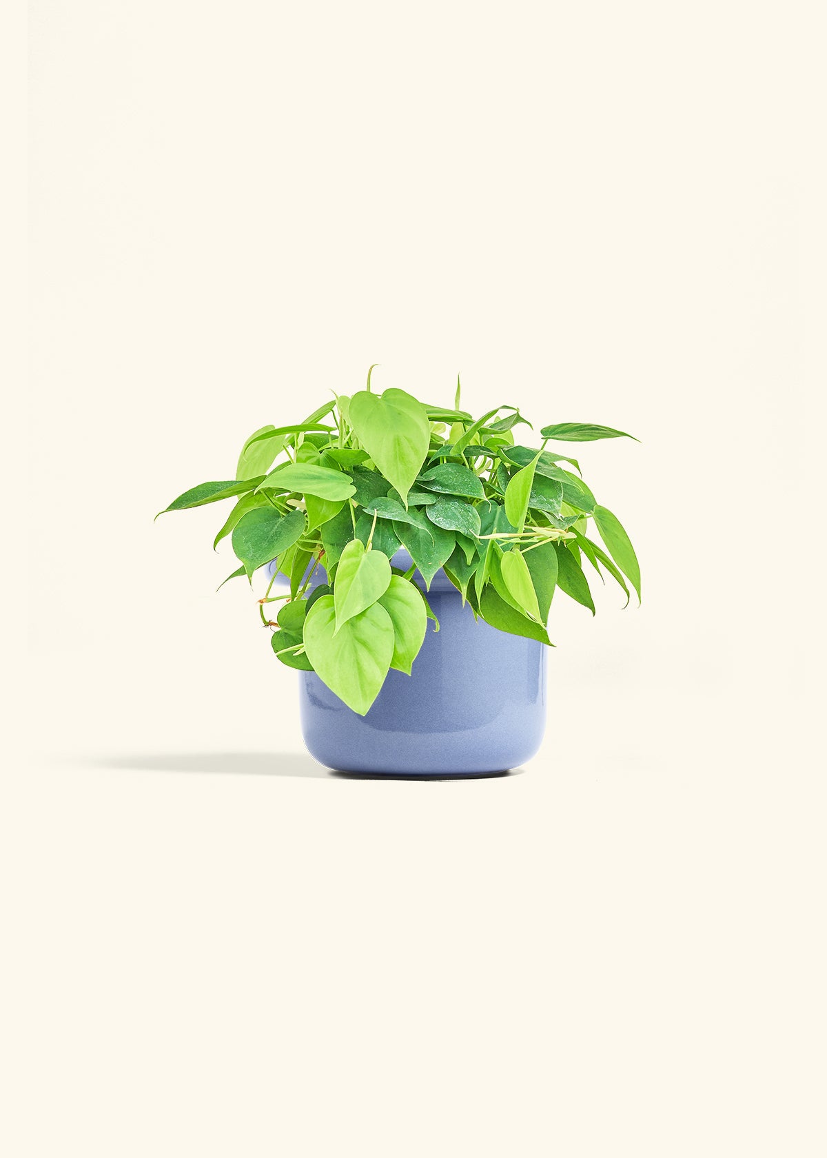 Sweetheart Philodendron in a 6 inches Fat Lip Blue Planter