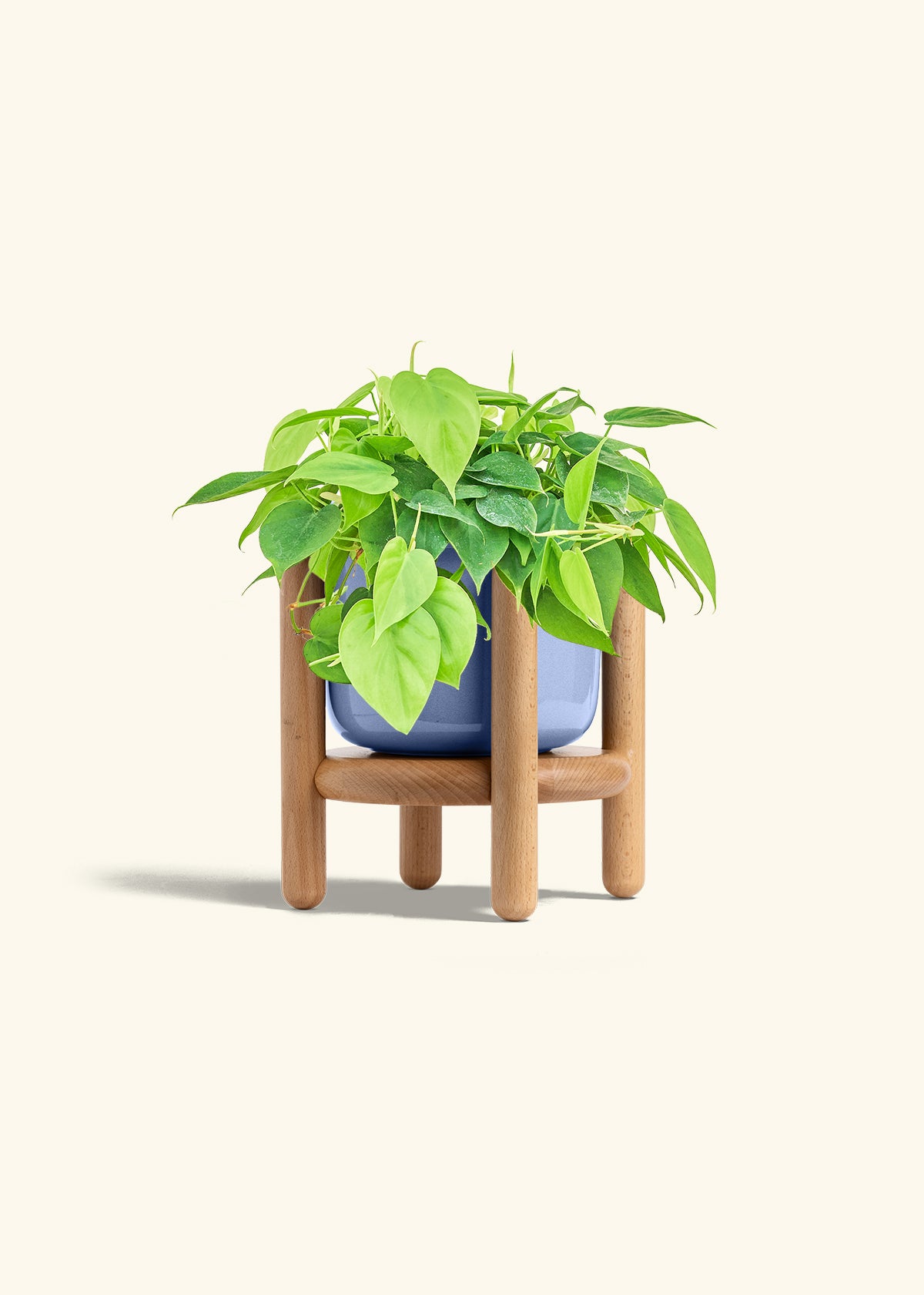 Sweetheart Philodendron in a 6 inches Fat Lip Blue Planter in a Beech Wood Stand