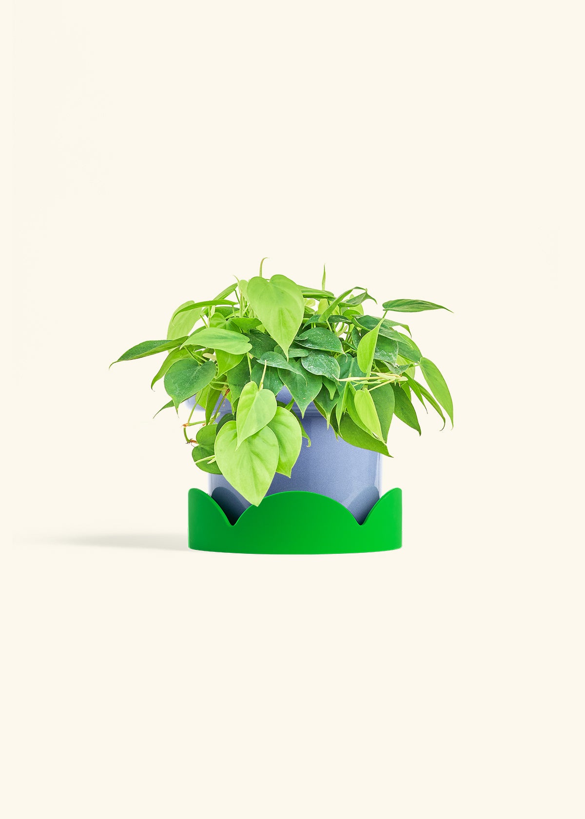 Sweetheart Philodendron in a 6 inches Fat Lip Blue Planter in a Shamrock Petal Drip Tray