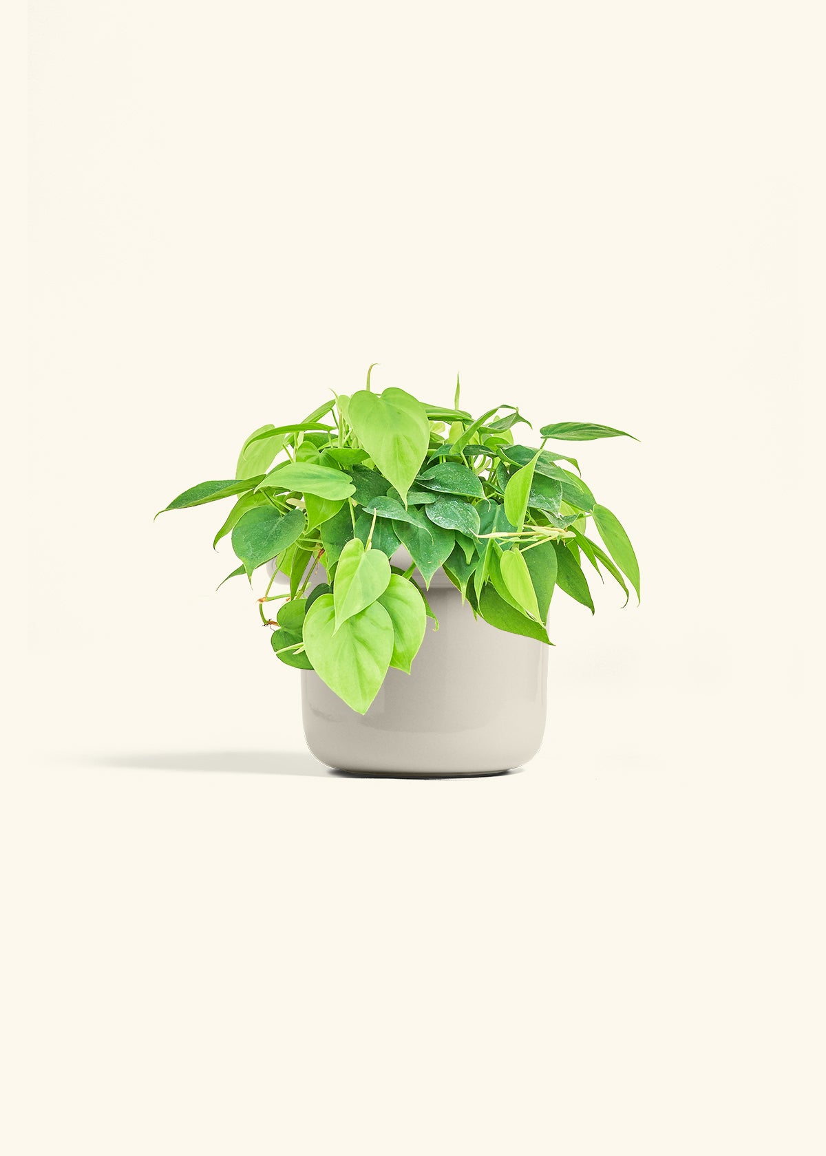Sweetheart Philodendron in a 6 inches Fat Lip Red Planter