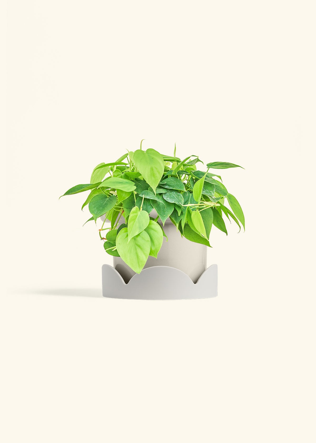 Sweetheart Philodendron in a 6 inches Oat Classic Cylinder Planter in a Oat Petal Drip Tray
